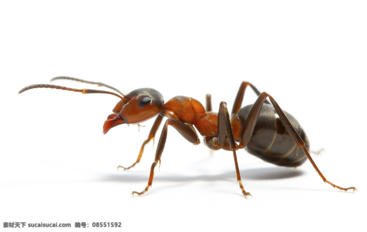 蚂蚁 红蚂蚁 蚂蚁图片 蚂蚁照片 昆虫 蚂蚁搬家 虫子 小东西 生物世界