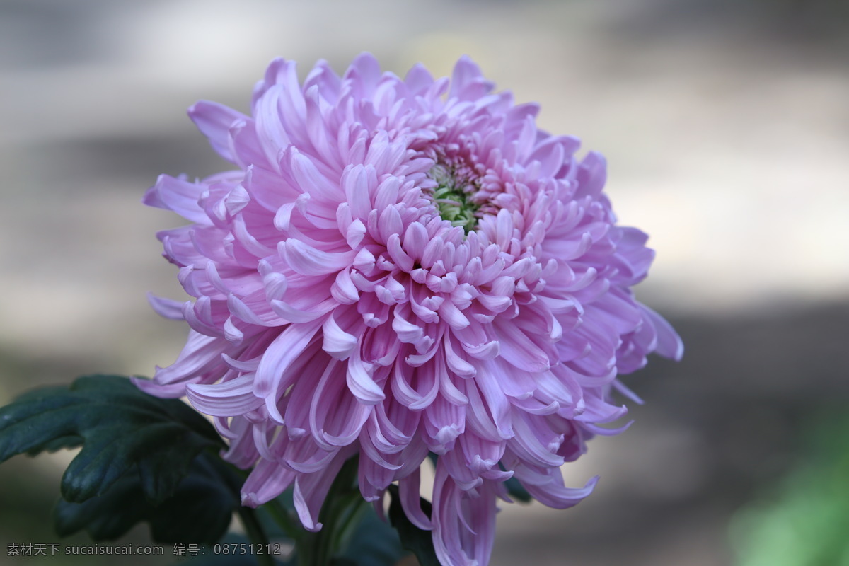 秋菊 观赏花卉 园艺 花卉素材 寿客 金英 黄华 陶菊 花卉 花儿 花草 花朵 花瓣 花蕊 菊菊花 生物世界