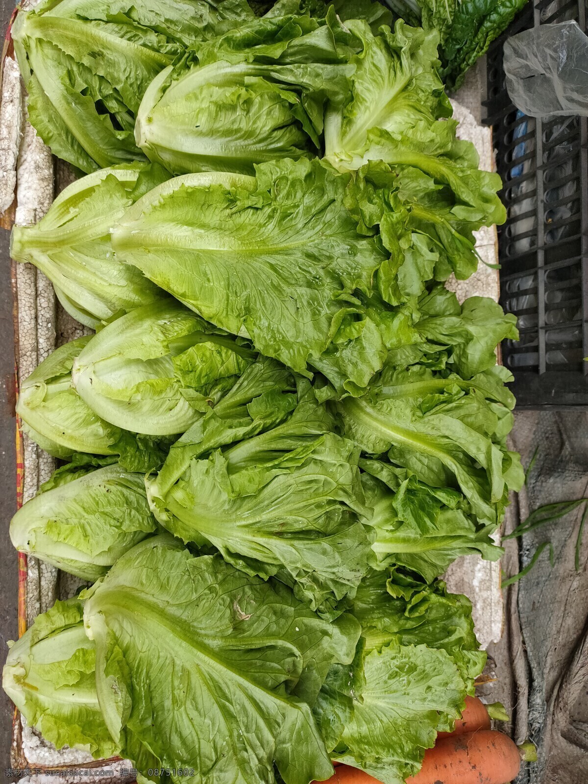 生菜 蔬菜 新鲜 食品 绿色 农业 青菜 植物 素食 维生素 有机蔬菜 菜叶 瓜 蛋 鸡蛋 菜市场 肉 菜地 菜园 生物世界