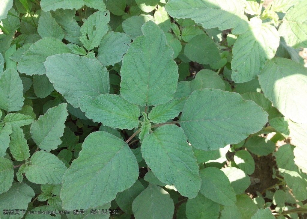 苋菜 植物 食物 野菜 蔬菜 生物世界
