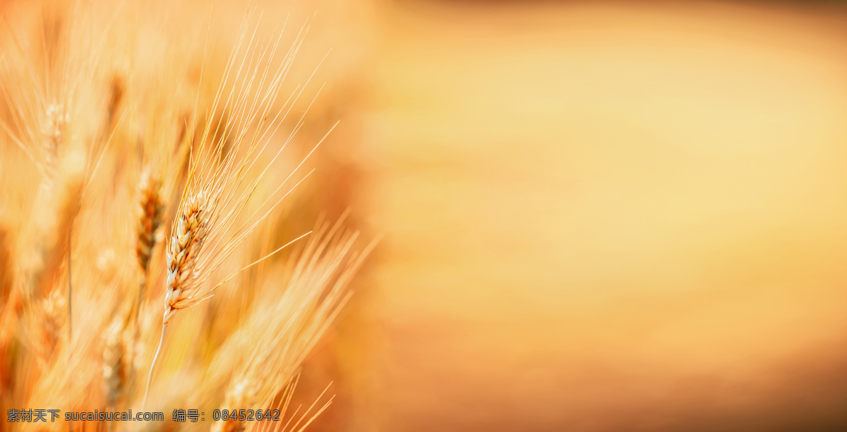 麦子 成熟 小麦 蓝天 农产品 作物 天空 农作物 金色 背景 自然景观 田园风光