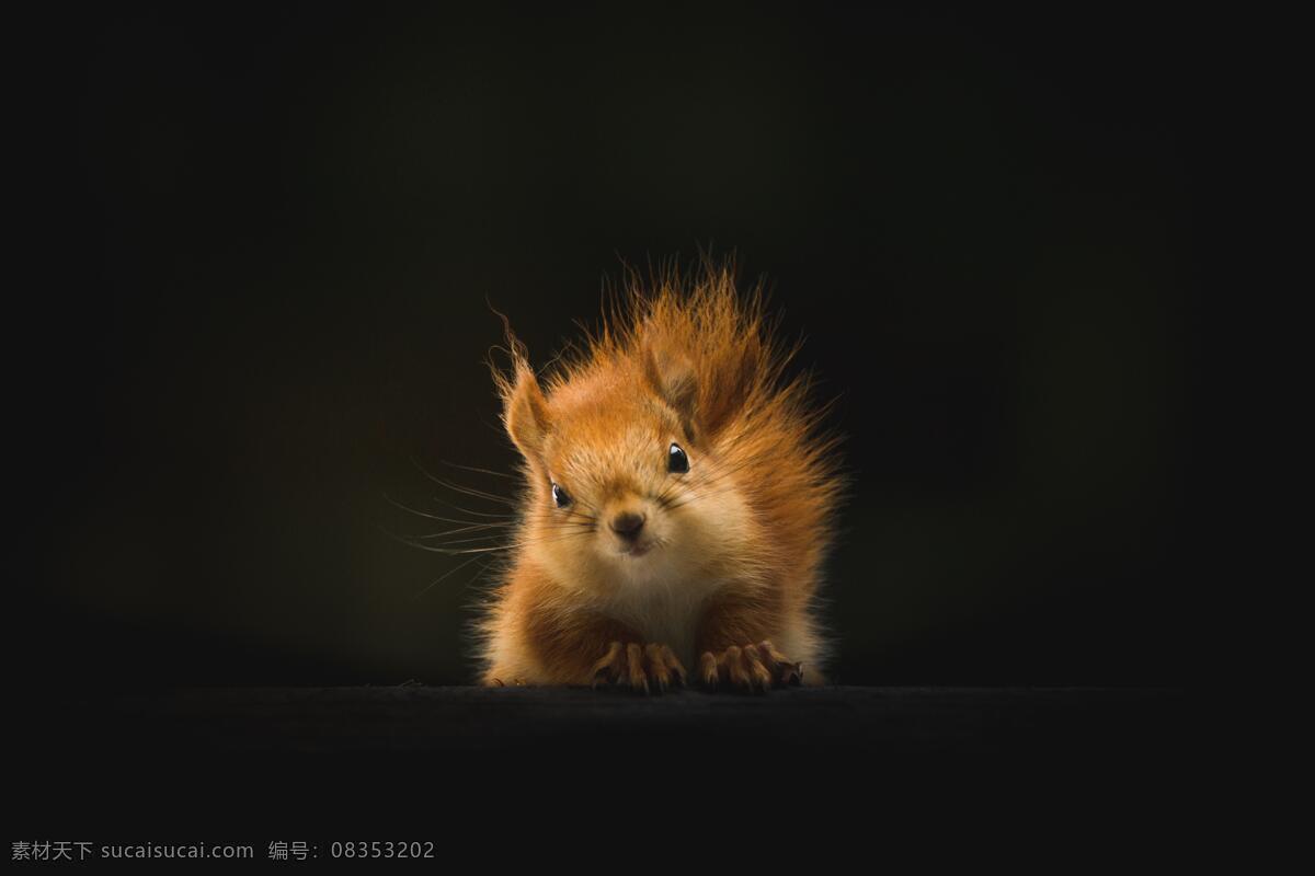 可爱的小松鼠 小松鼠 可爱 动物 萌萌哒 注视 野生动物 自然生物 生物世界