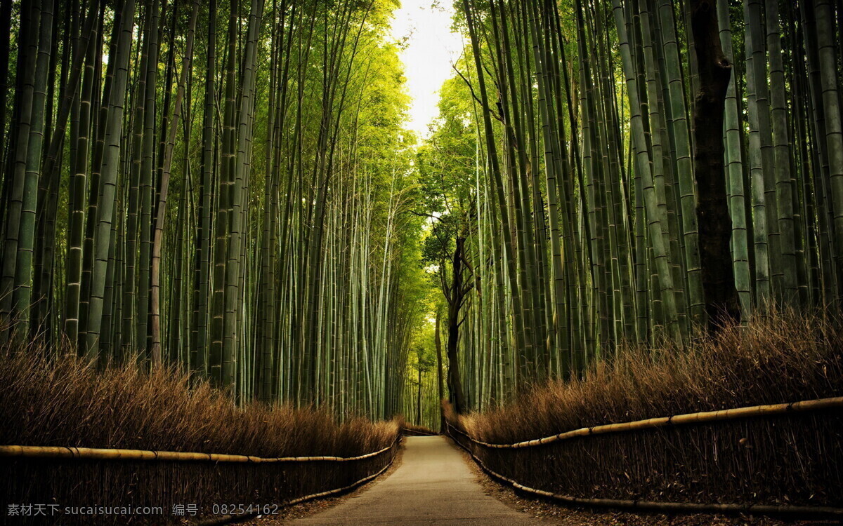 竹林 竹子 毛竹林 树木树叶 生物世界 紫竹林 杭州 云溪竹径 西湖十景 美丽 旅游 春天 柱子 绿色