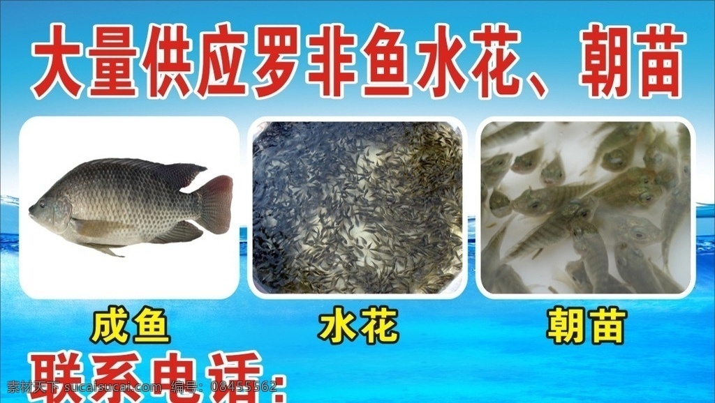 罗非鱼海报 成鱼 水花 朝苗 鱼 小鱼 海鲜 文化艺术 传统文化