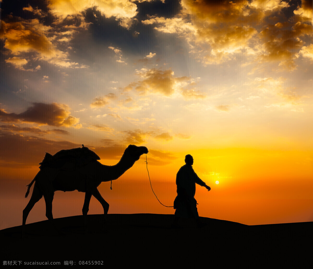 骆驼 沙漠 驼队 沙丘 荒漠 自然风景 美景 风景