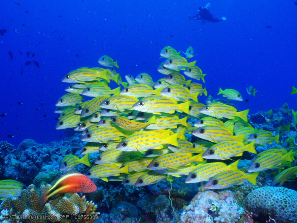 海洋生物 海底世界 海洋 礁石 生物世界 鱼 鱼类 珊蝴礁石 珊蝴 海底景色