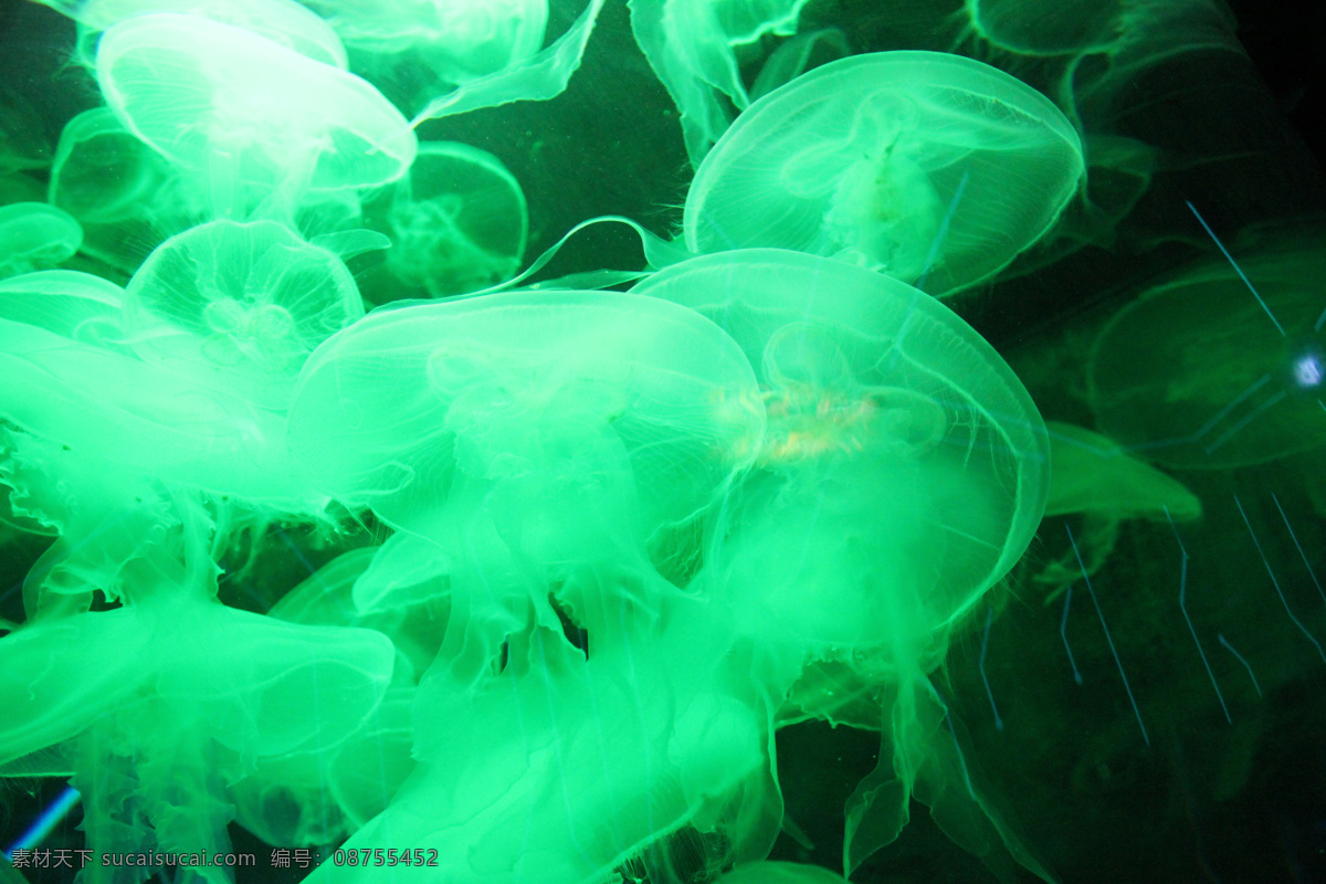 海洋生物 海底世界 海洋 海洋鱼类 绿色 生物世界 洋生物