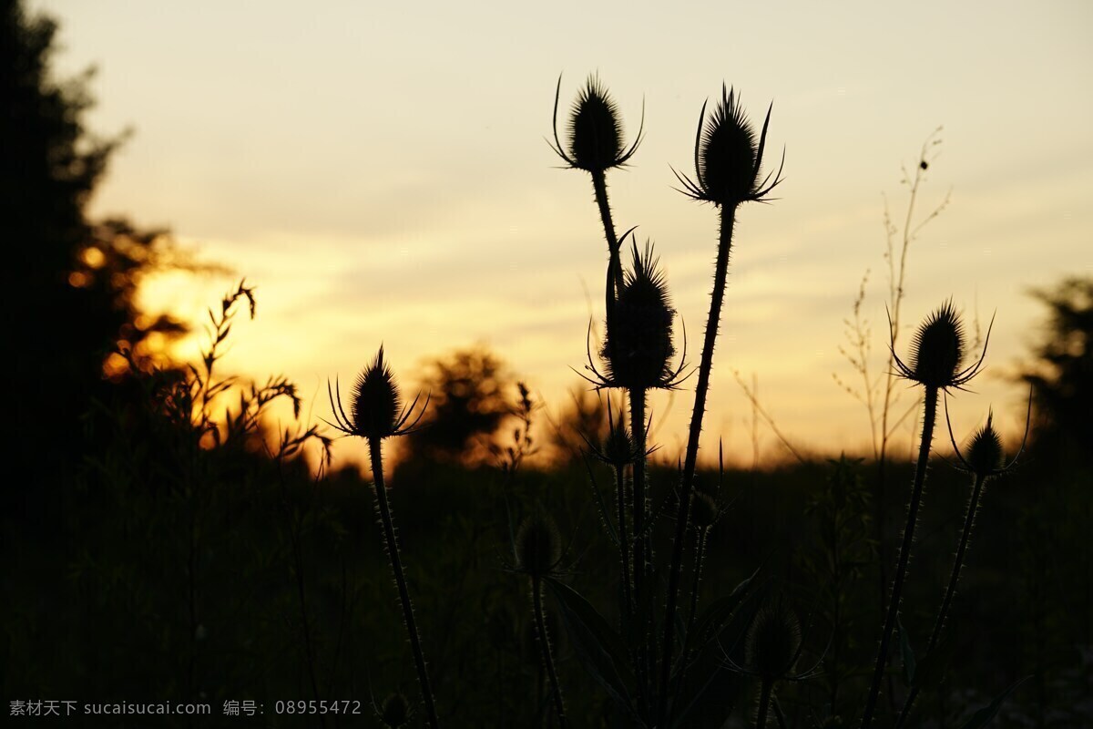 黄昏 剪影 唯美 意境 傍晚 夕阳 落日 日落 晚霞 霞光 黄昏剪影 黄昏植物 植物 植物剪影 光芒 天空 黄昏美景 唯美意境 自然景观 自然风景