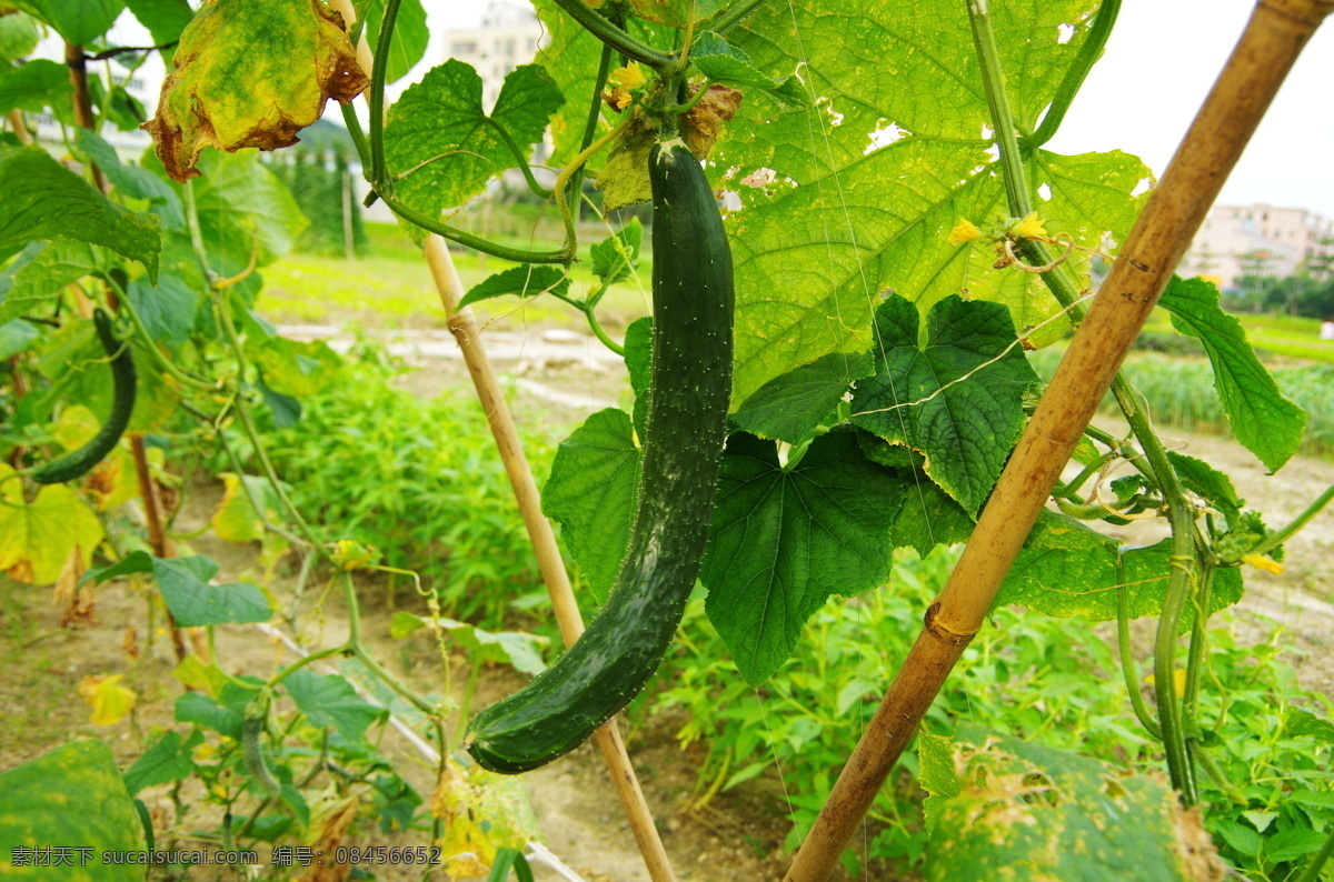 黄瓜 蔬菜基地 菜篮子工程 棚架瓜果 棚架 竹竿 瓜藤 瓜叶 园沟 青菜 菜园 菜地 远楼 天空 蔬菜 生物世界