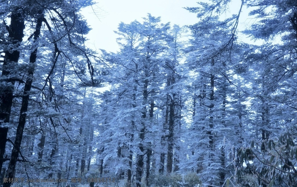 雪松 白雪 松林 冬天 下雪 树林 积雪 笔直 高耸入云 银装素裹 自然风景 自然景观