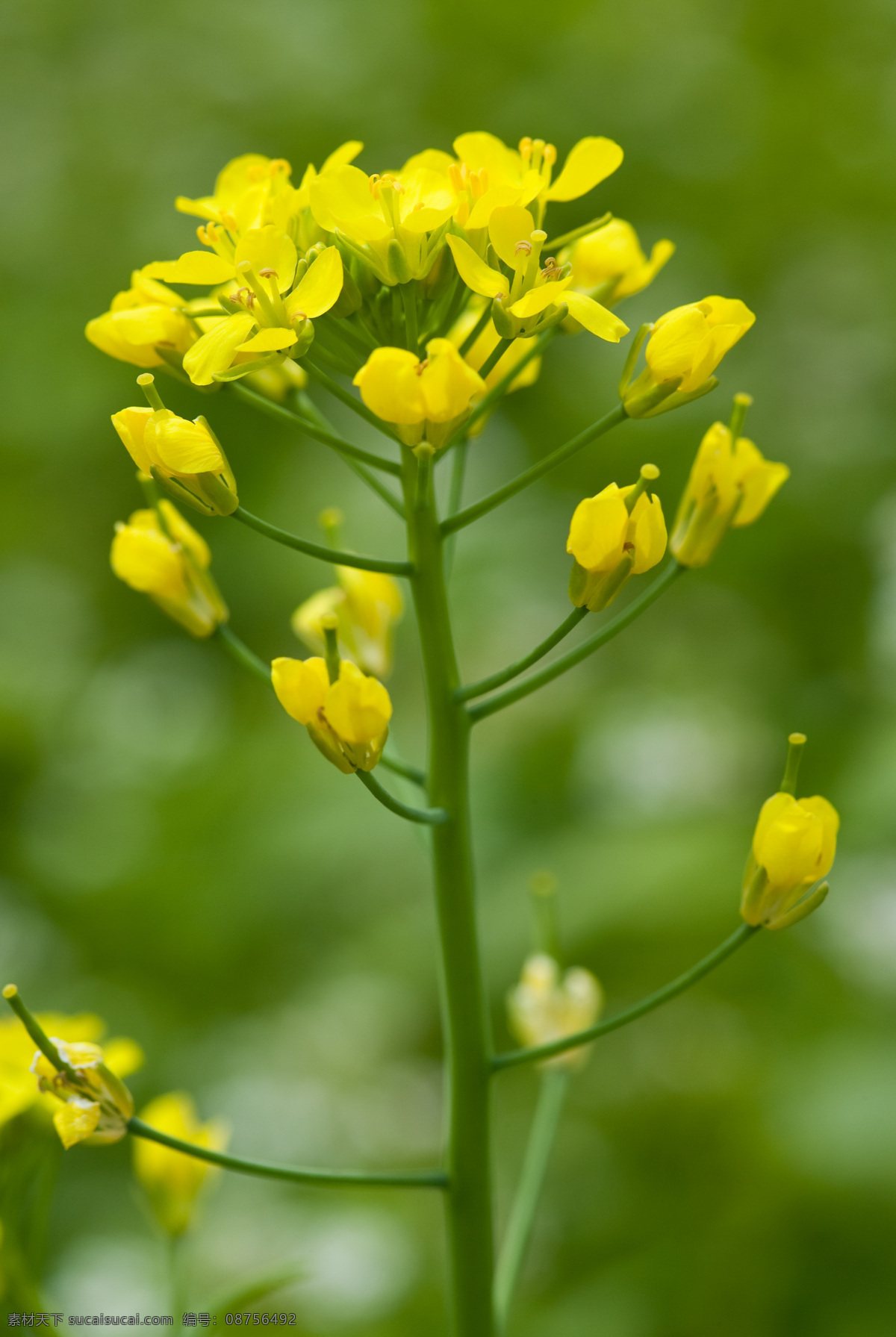 油菜花 黄色油菜花 一串油菜花 油菜花盛开 油菜花绽放 春天油菜花 油菜花卉 鲜花艺术 鲜花背景 鲜花素材 花卉 花草 生物世界