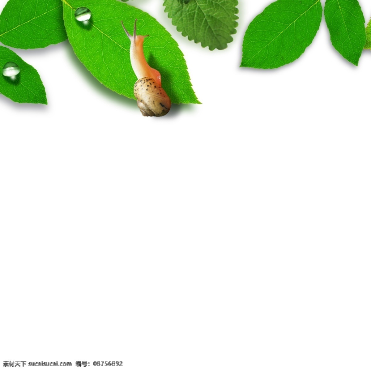 清新 唯美 蜗牛 绿叶 水滴 水珠 绿色