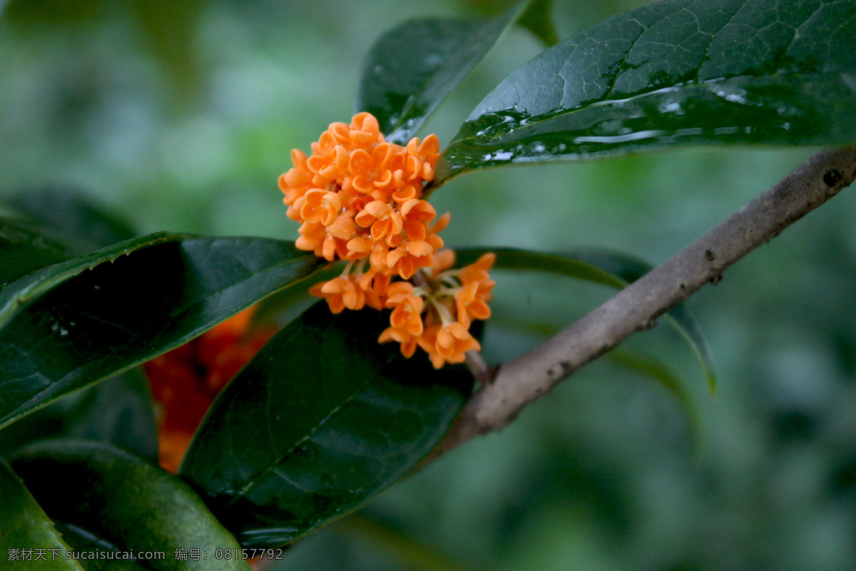 桂花饮料 丹桂花 丹桂 桂花 金桂 银桂 桂花树 桂花飘香 桂花茶 桂花酒 桂花香 八月桂花香 桂花园 生物世界 花草