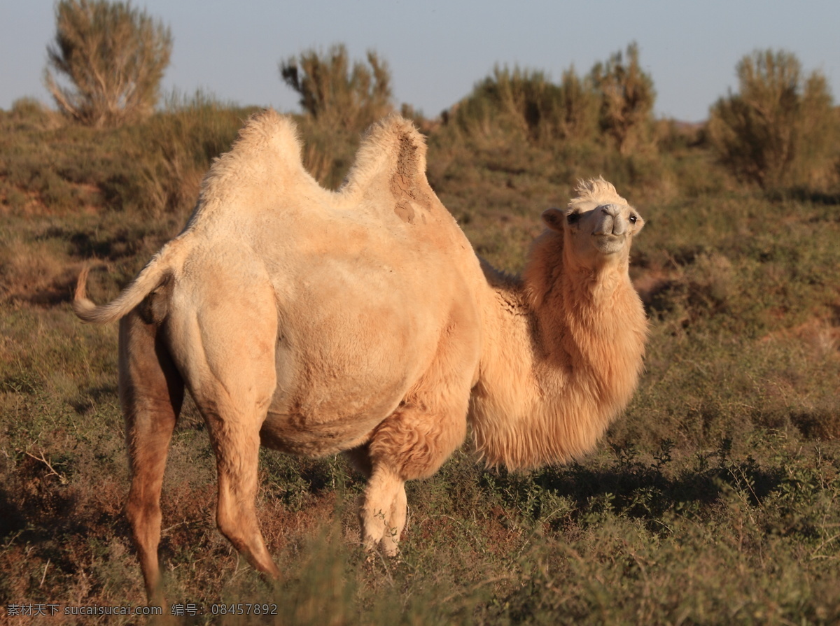骆驼 内蒙乌拉特 乌拉特草原 内蒙古草原 秋天的草原 生物世界 野生动物