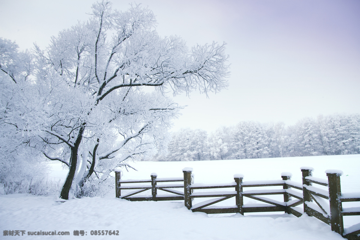 树木雪地风景 雪地风景 树木雪景 美丽雪景 冬天雪景 冬季美景 风景摄影 自然风景 自然景观 白色