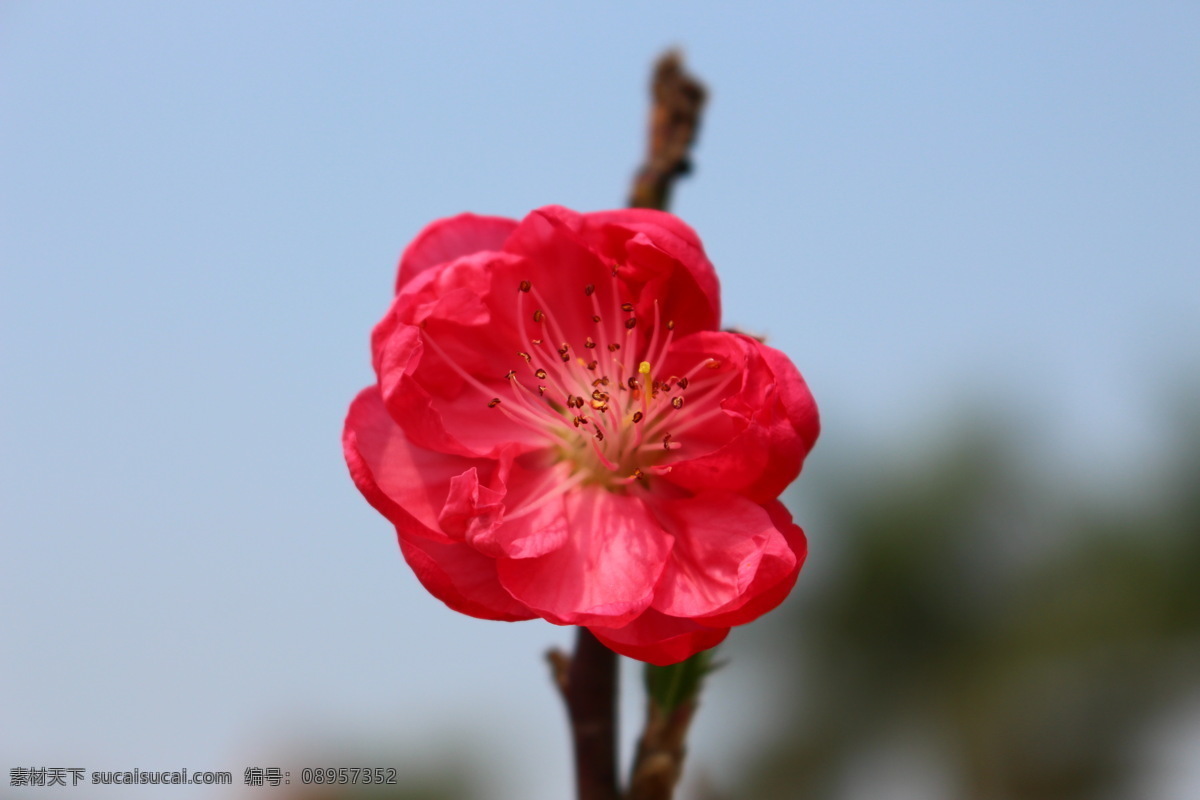 美丽的桃花 桃花 植物 花朵 美丽 生物 桃红 花香 春天 桃花运 花园 花瓣 开花 种植 桃花园 花草 生物世界 红色