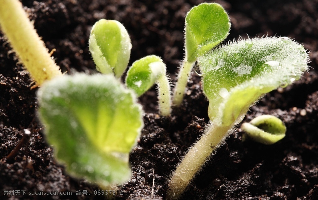 小苗 土壤 幼苗 嫩芽 绿苗 植物幼苗 土 新生命 绿色 成长 呵护 生命 泥土 培育 花草 花草高清图片 生物世界
