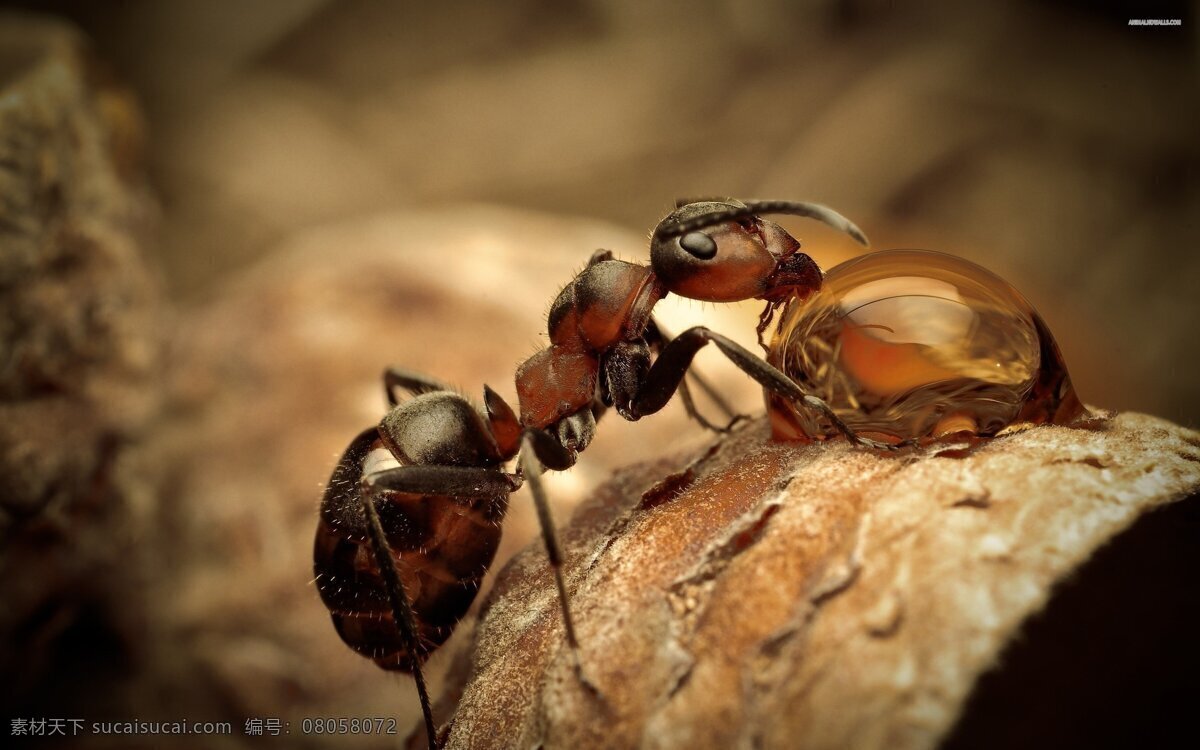 蚂蚁 特写 昆虫 生物 生物世界 蚂蚁特写 触须 剪钳 毛茸茸