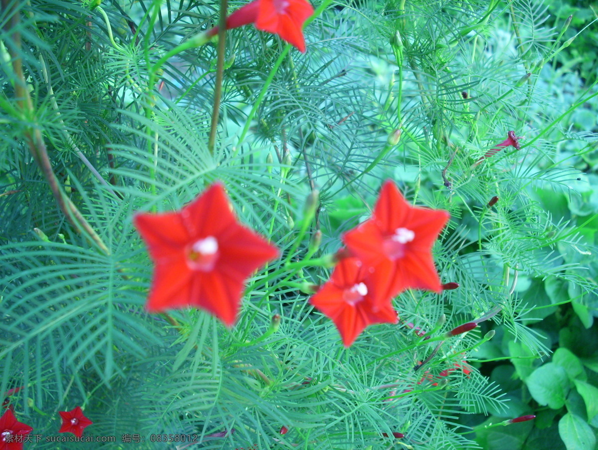 五角星花 花 小花 五角星 花草 生物世界 青色 天蓝色