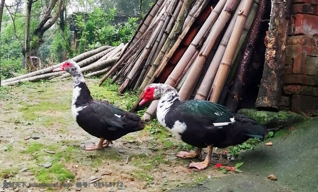 鸭子 鸭 动物 春天 野鸭 家禽 生物世界 家禽家畜