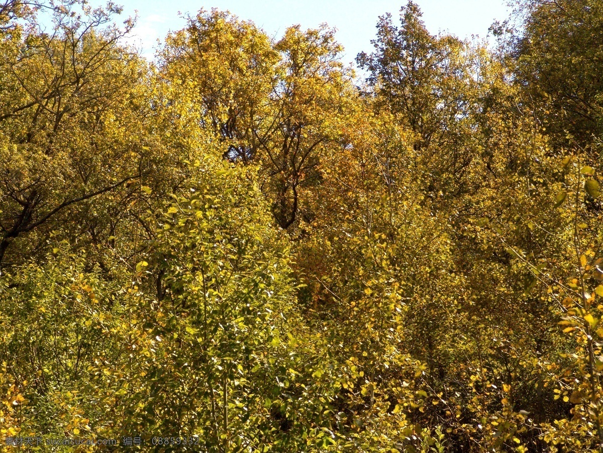 美丽树林 大树 树木 树叶 花草树木 自然风光 秋季自然景色 秋天美丽风景 秋天风光 秋天树林风光 自然风景 自然景观 黑色
