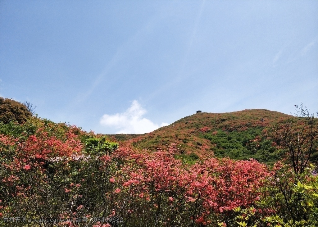 杜鹃花 花 春天 红花 映山红 自然景观 自然风景