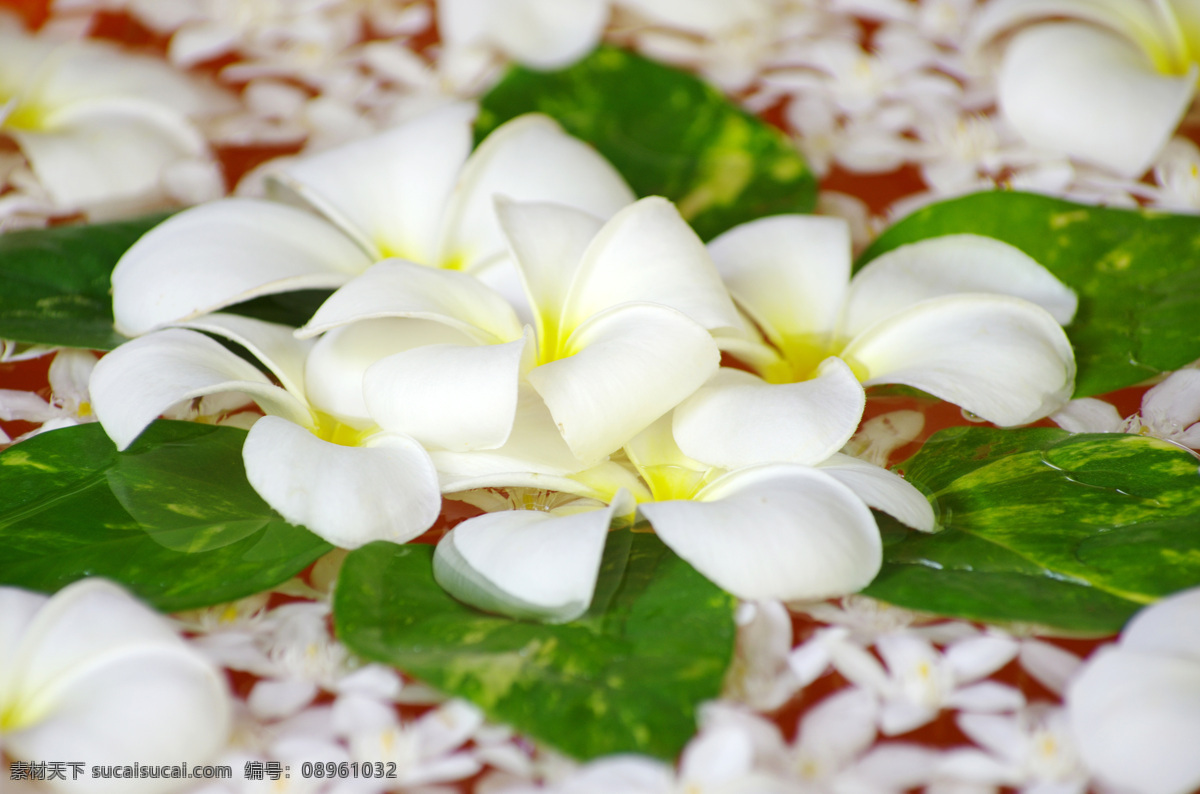 白色 鸡蛋花 高清 近景 静物 鲜花 花朵 花卉