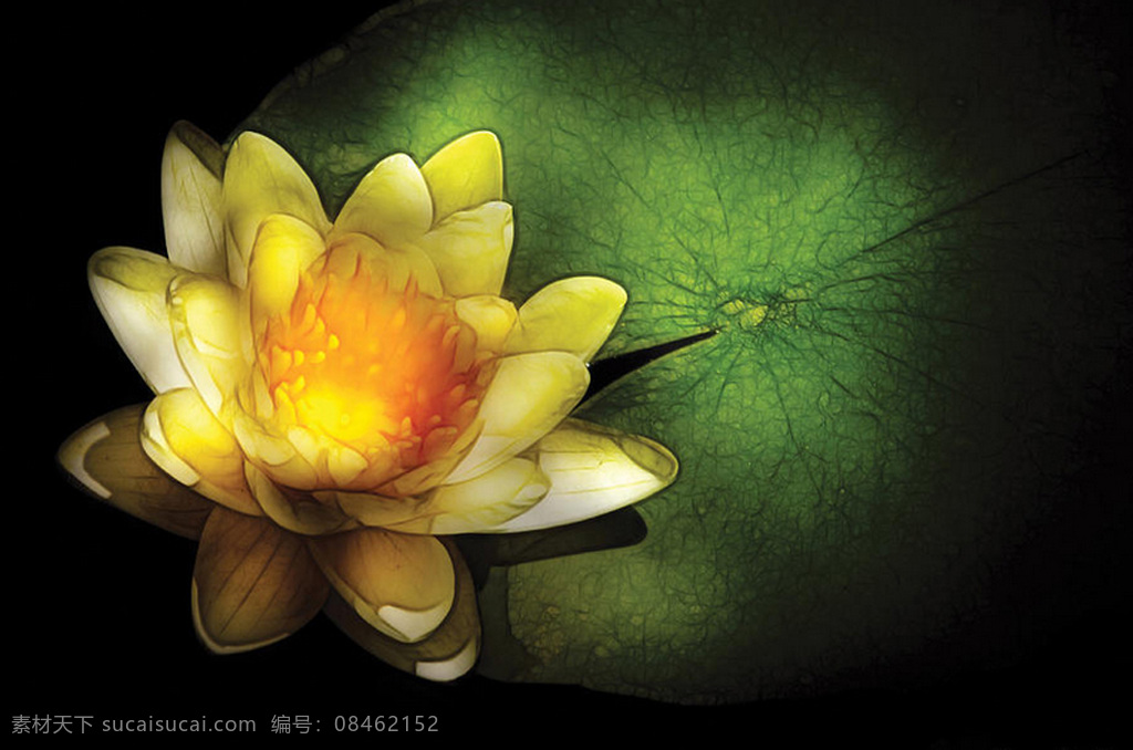 位图 植物摄影 花卉 花朵 免费素材 面料图库 服装图案 黑色