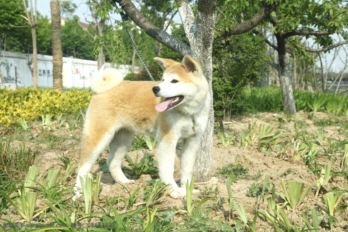 秋田犬 宠物狗 宠物 狗 可爱狗狗 小狗 宠物动物摄影 生物世界 摄影生物世界 家禽家畜