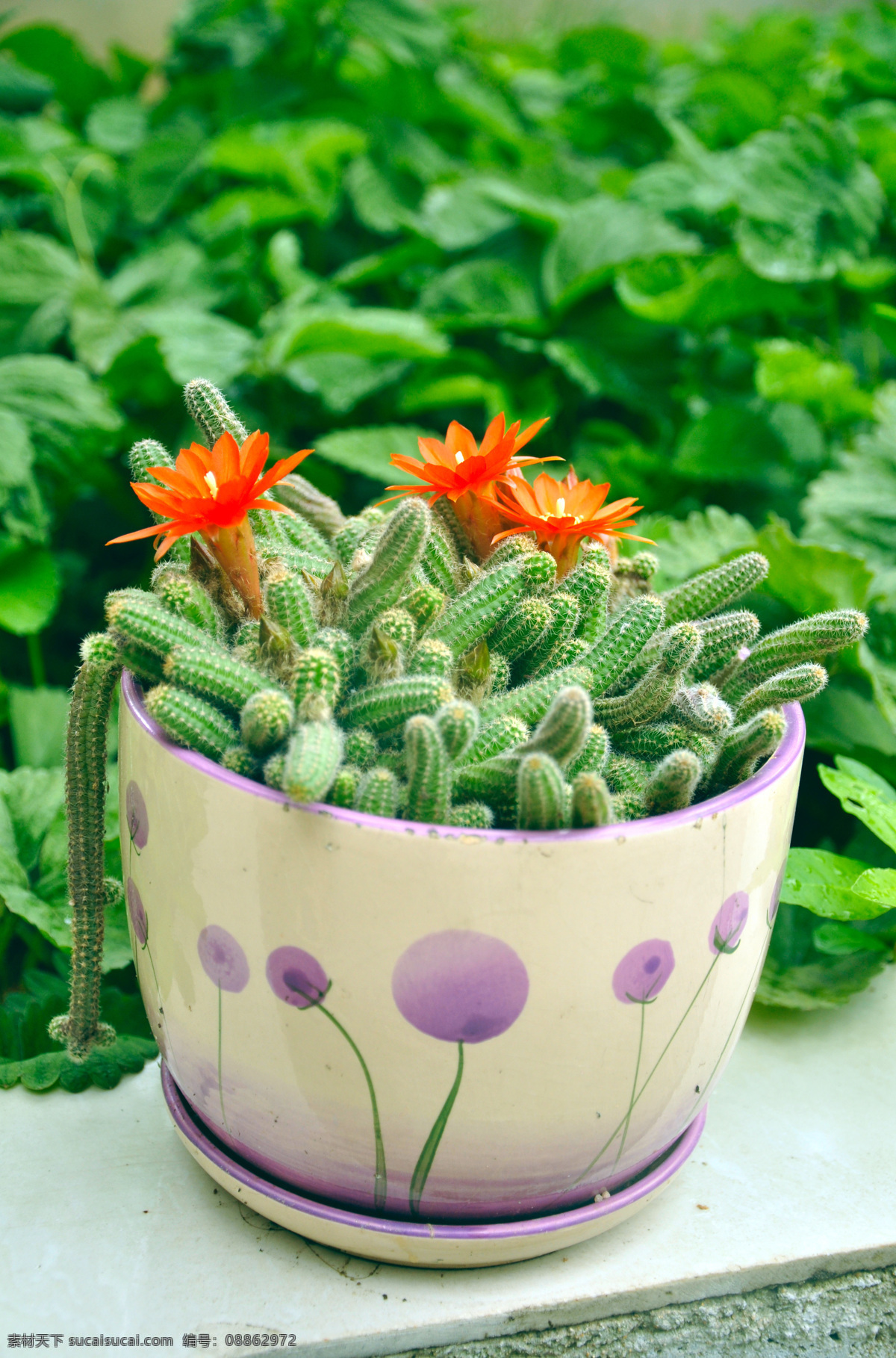 仙人柱 仙人掌 红花 花卉 花 花草 生物世界