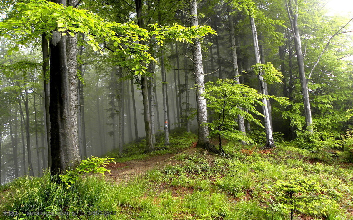 深山雾景 深山 迷雾 绿树 大树 绿色 阳光 美景 绿地 小草 自然景观 山水风景