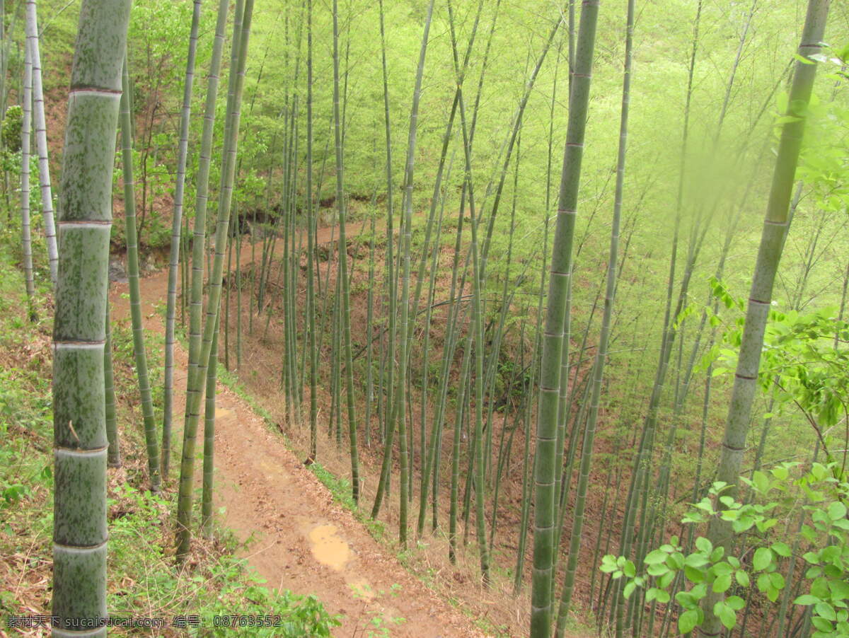 春雨 过后 竹海 安徽 俯视 雨天 自然风景 自然景观 山间小道 矢量图 日常生活