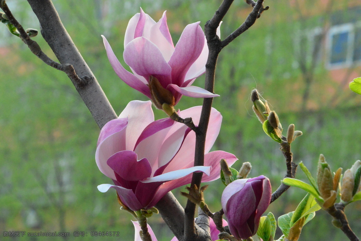 玉兰花 紫玉兰 花蕾 玉兰 花卉 花儿 花骨朵 望春花 迎春树 辛兰 花草 园林景观 绿化景观 丁香玉兰花 生物世界