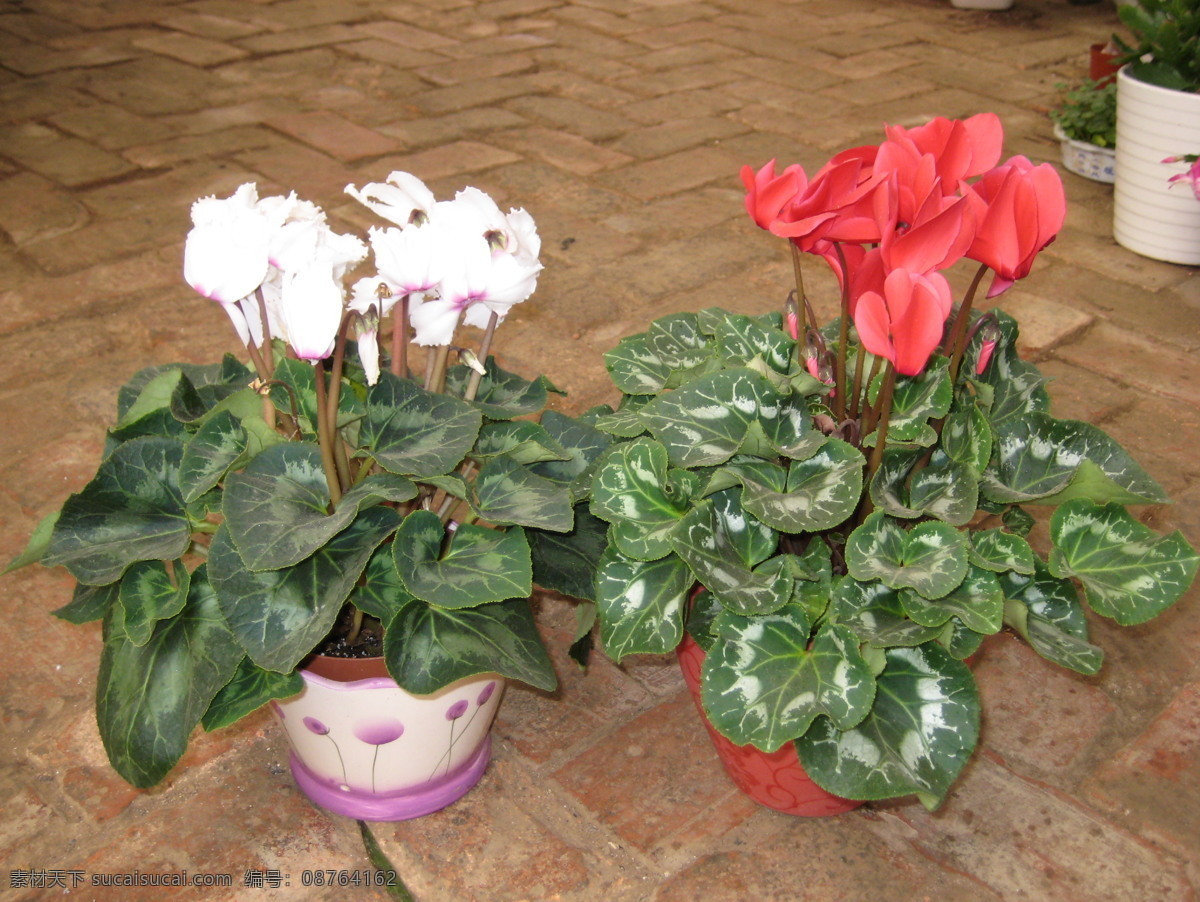 仙客来 植物 花卉 盆栽 花草 生物世界