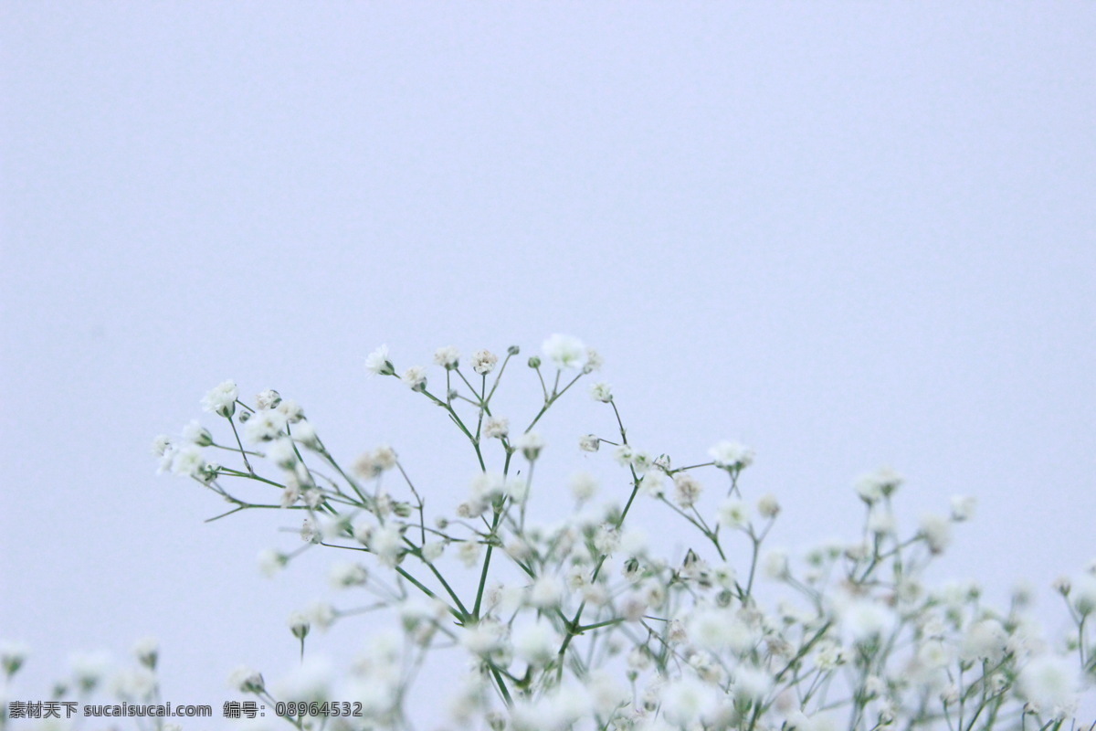满天星 干花 花卉 唯美 生活百科 生活素材