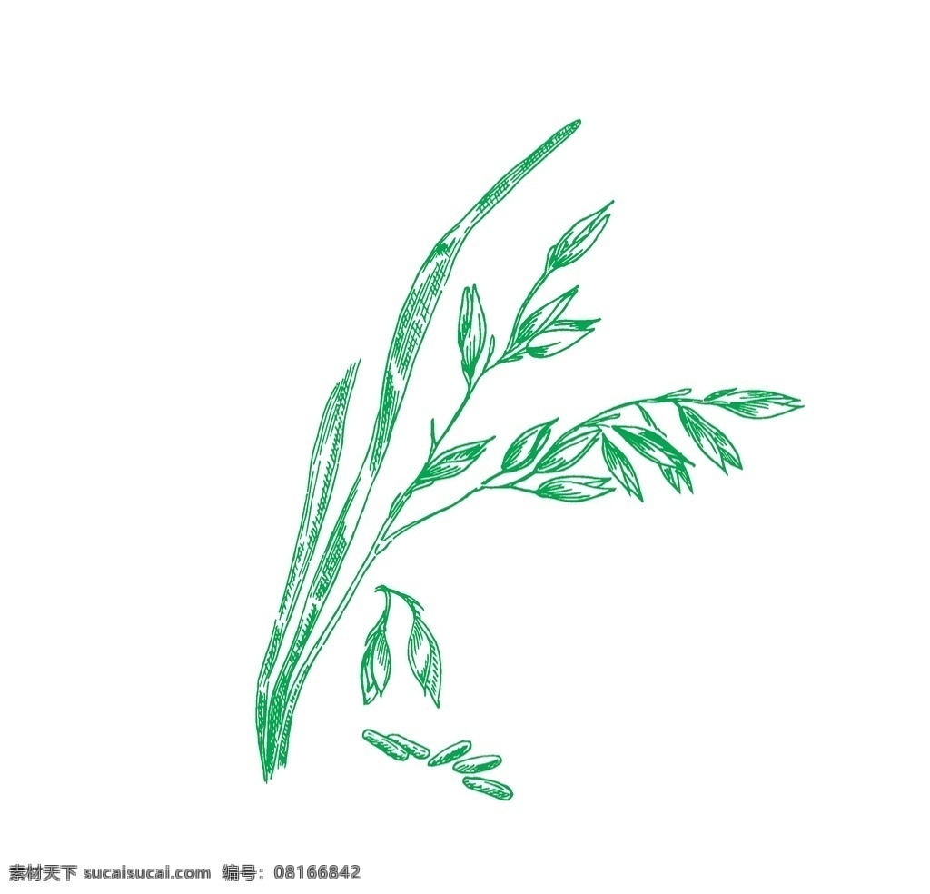 麦子 矢量图 穗 稻穗 高粱穗 矢量稻穗 矢量麦穗 植物穗 农场 蔬菜 瓜果