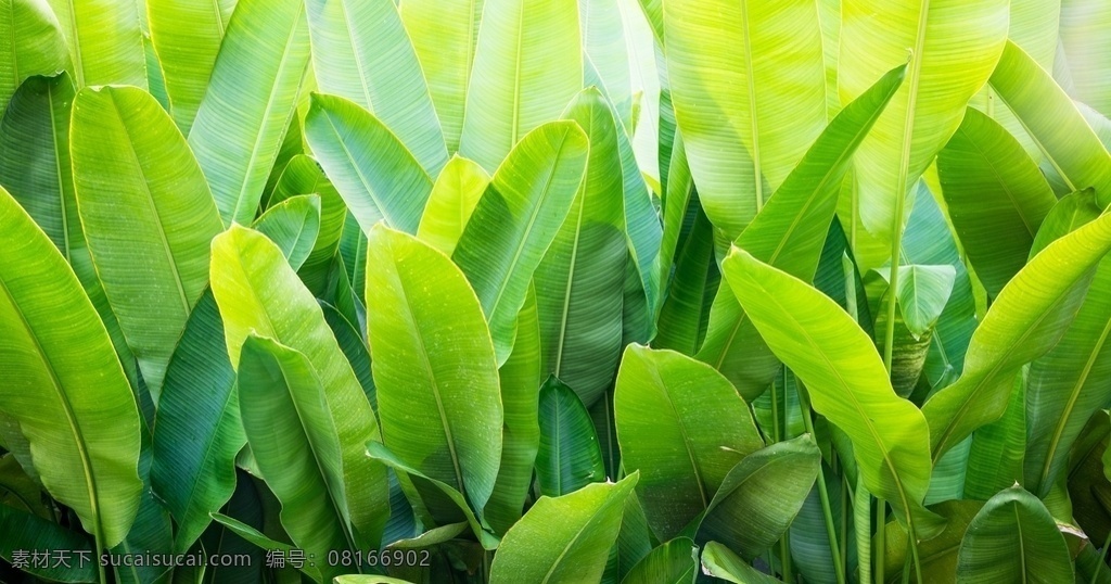 叶子 植物 唯美 电脑壁纸 手机屏保 背景 纹理 肌理 生物世界 树木树叶 树叶 落叶 树木植物