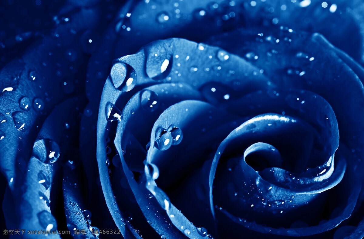 蓝色玫瑰露珠 玫瑰花 蓝色 露珠 水珠 蓝色妖姬 花卉 花朵 生物世界 花草