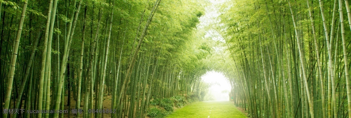 竹林 竹 风景 大图 绿色风景 清淡 自然景观 自然风景