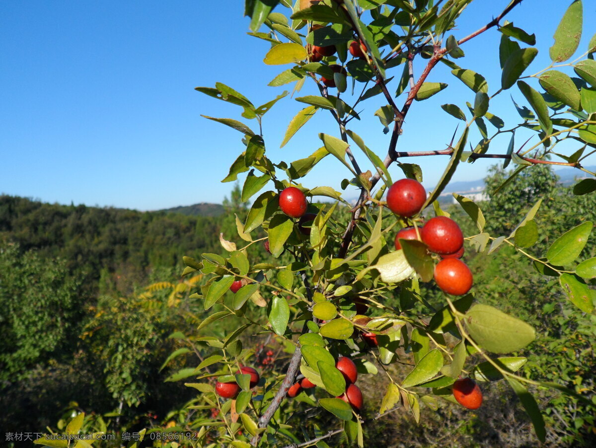 酸枣 野枣 山枣 小乔木 植物 果实 红色 水果 生物世界