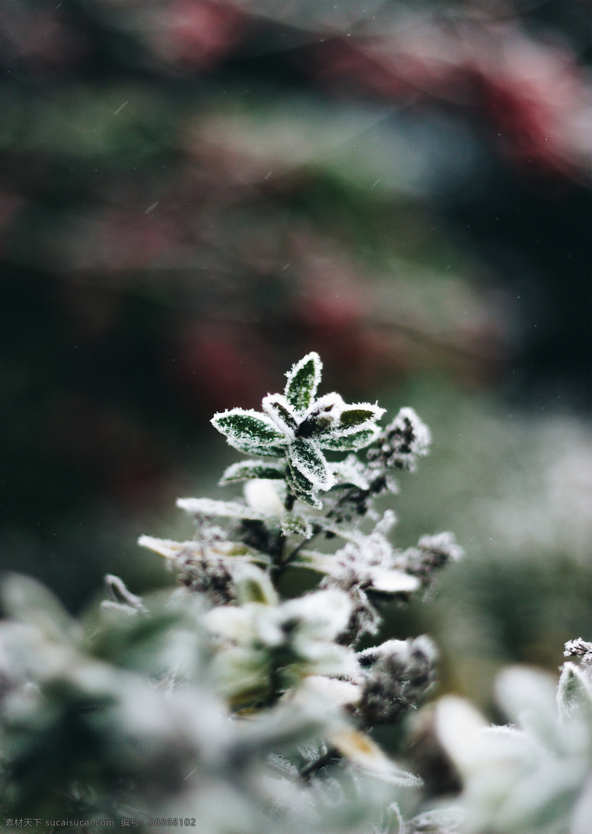 雪景 霜花 冰霜 霜雪 雪花 下雪 落雪 飘雪 雪 植物