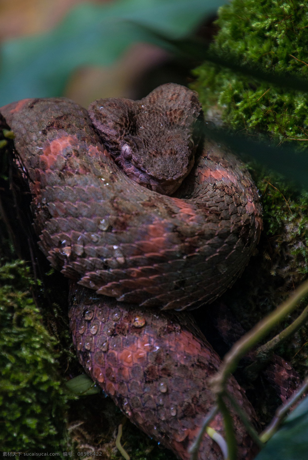 小龙 虵 蟒蛇 小蛇 snake serpent python 蛇类 dendroaspis polylepis 花蛇 爬行类 爬行动物