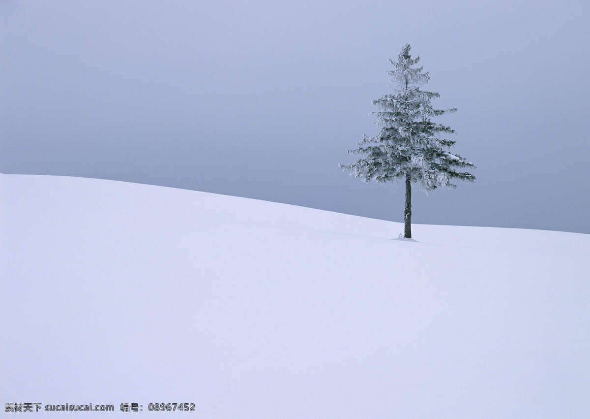 雪地 里 颗 树 自然 风景 书 天空 空旷 白云 一个树 安静 花草树木 生物世界