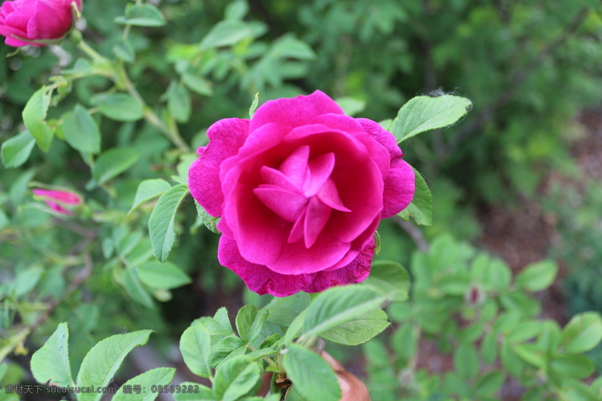 野生 月季花 春天 红花 花草 绿叶 生物世界 月季 野生月季花
