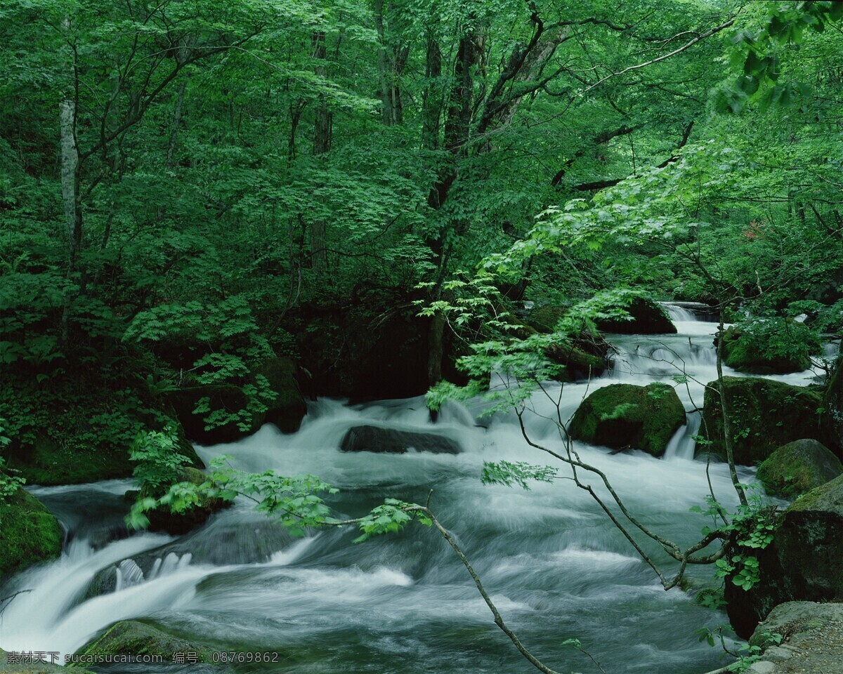 森林风景图片 自然景观 森林风景 行道树 行道树风景 自然风景 唯美风景 风景 风景图片 风景壁纸 大自然风景 自然风光 大自然风光 唯美图片 唯美壁纸 创意图片 植物 植物图片 绿色植物 花草树木 电脑壁纸 美景 美景图片 美景壁纸 旅游风景 森林 森林景观 森林植物