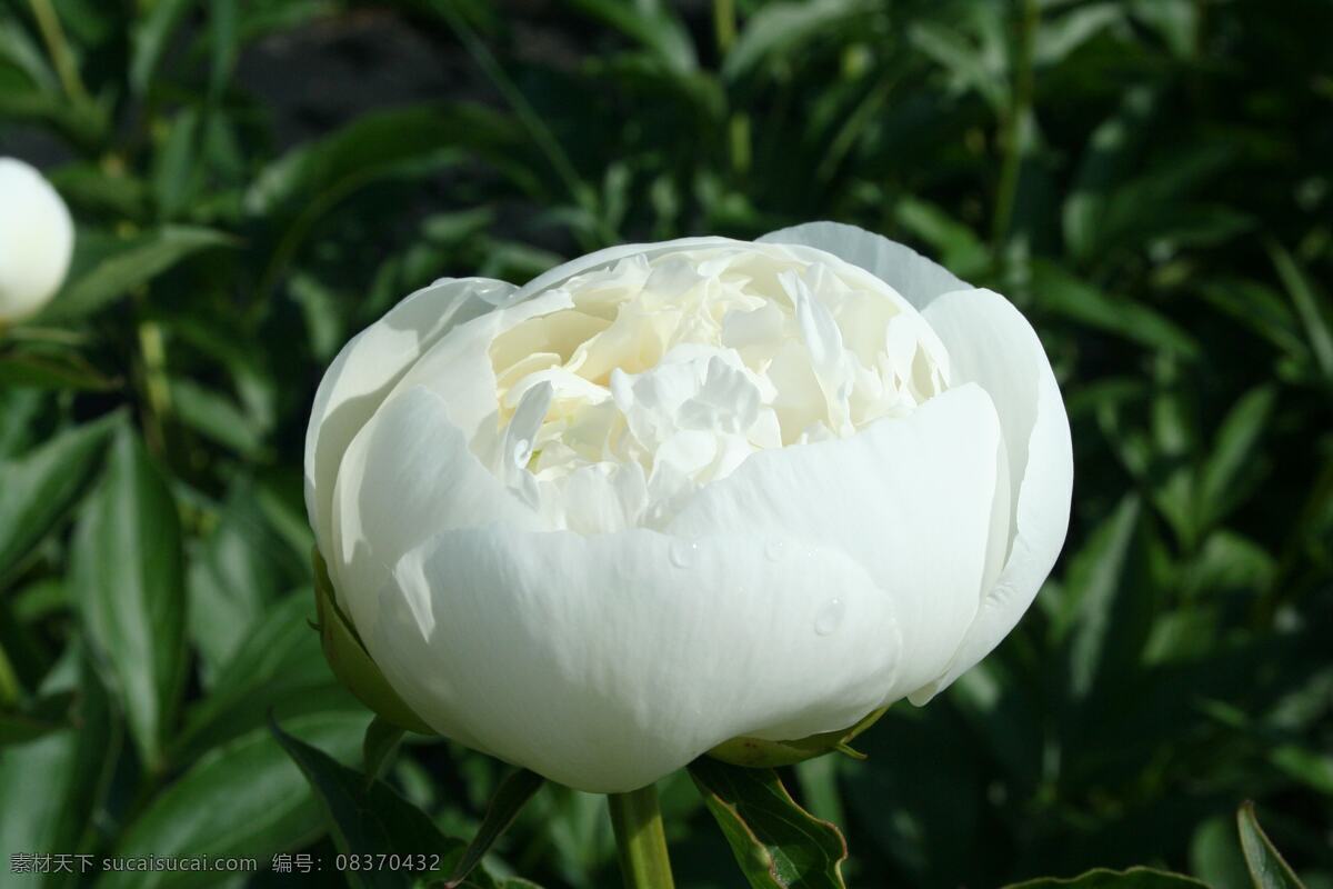 牡丹 牡丹花 国花 白牡丹 花儿 花蕾 花蕊 花草 生物世界