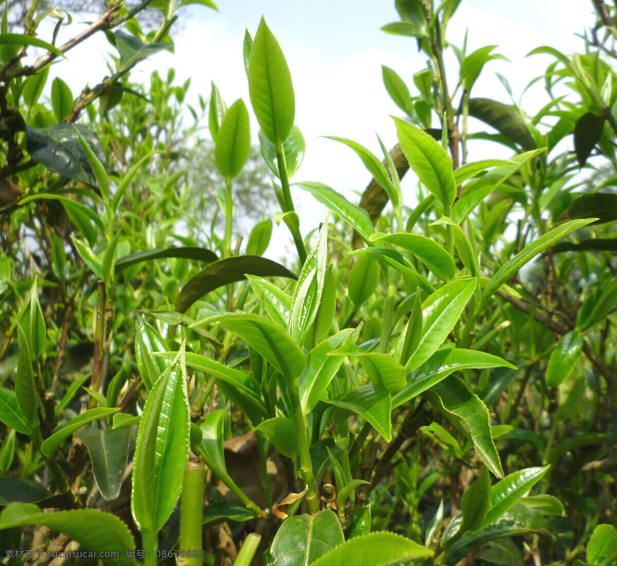 茶叶 茶 茶树 绿茶 龙井茶 铁观音茶 嫩芽 茶尖 健康 绿色 树木树叶 生物世界