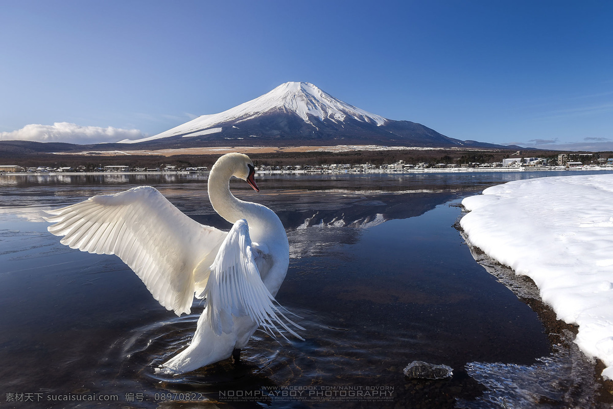 天鹅摄影图 天鹅 挥着翅膀天鹅 雪山 富士山 白色天鹅 生物世界 鸟类