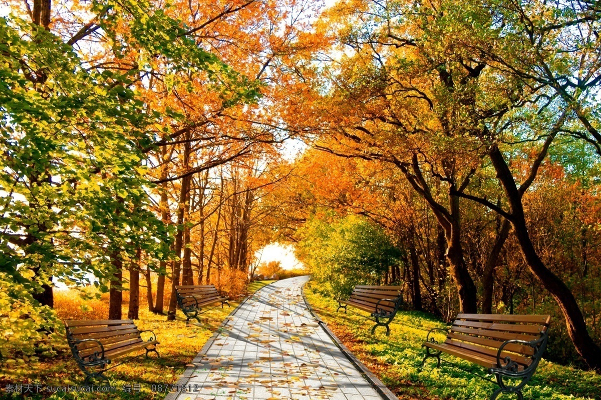 秋天 枫叶 风景 深秋 落叶 路 设计模板 广告设计模板 源文件 psd素材 黑色