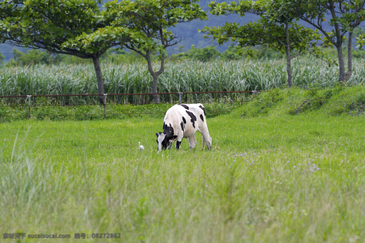 乳牛 牧 場 户外景色 奶牛 牛仔 田园风光 乳牛牧場 牛厂 风景 生活 旅游餐饮